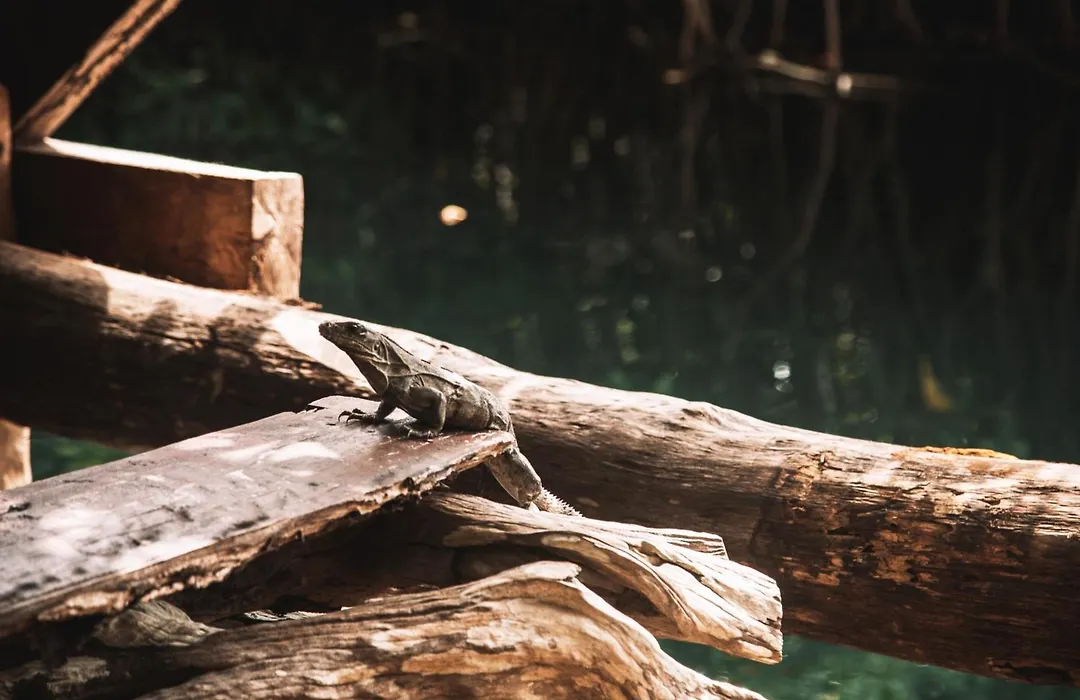 Uman Glamping & Cenote Tulum-1