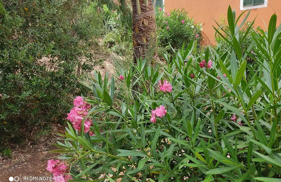 Cala Galdana Beach-1