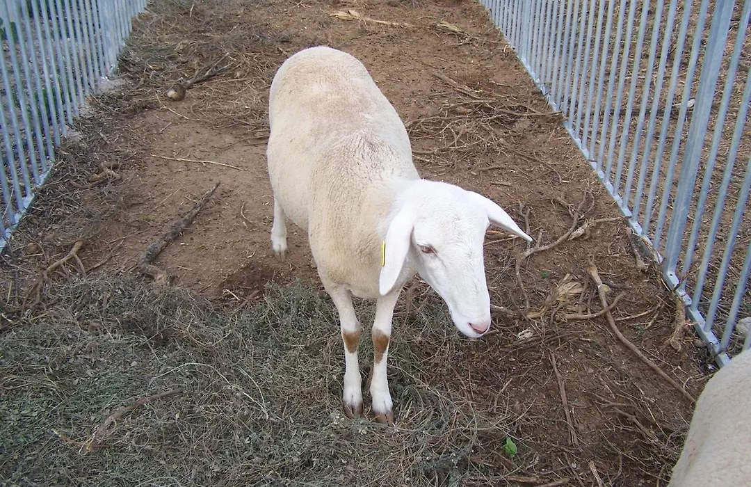 Centro de Agroecologia y Medio Ambiente de Murcia-1