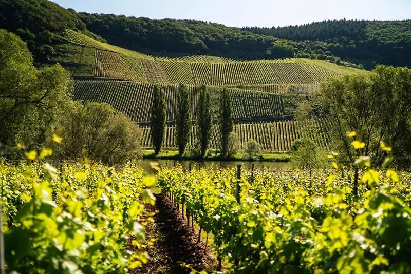 Weingut Claes Schmitt Erben-1
