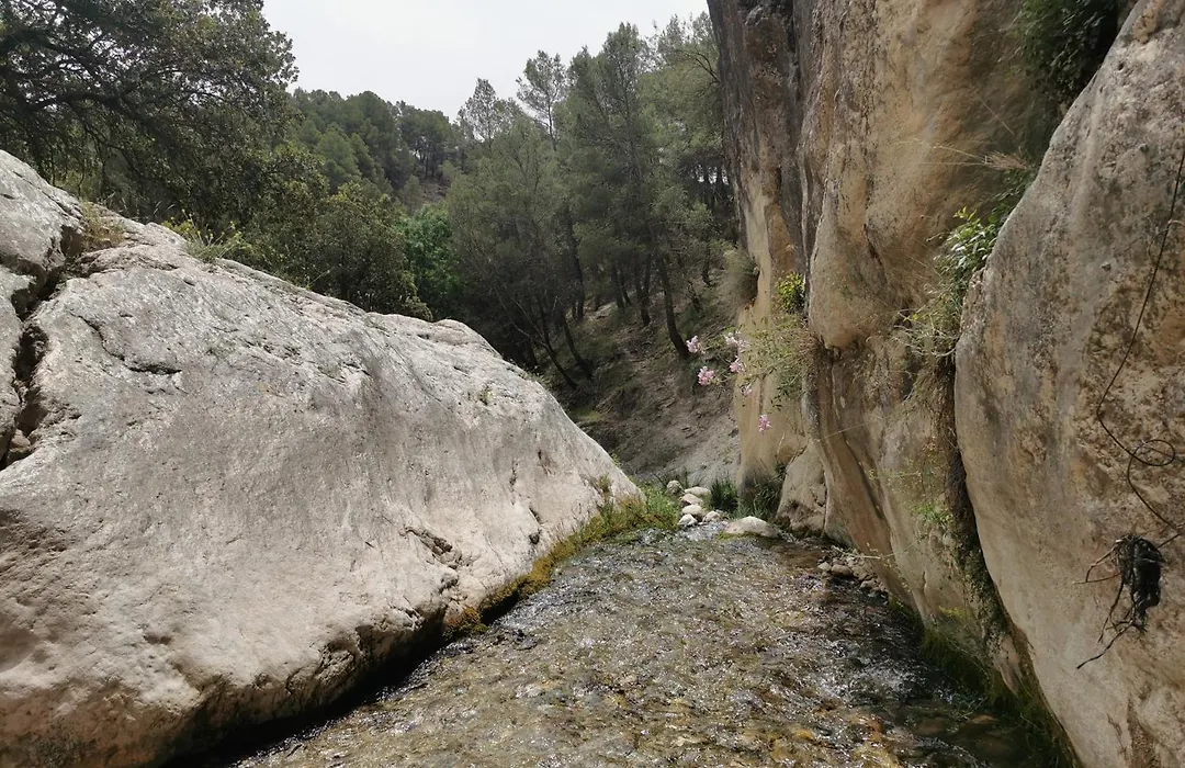 Saluda Alta-1