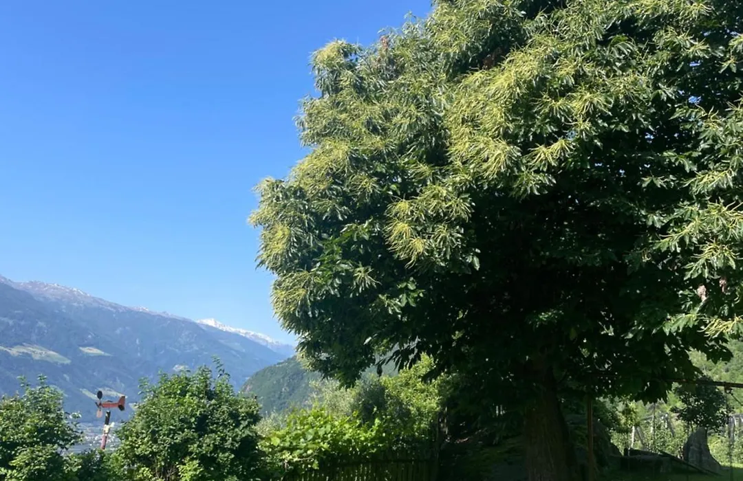 Obermairhof-1