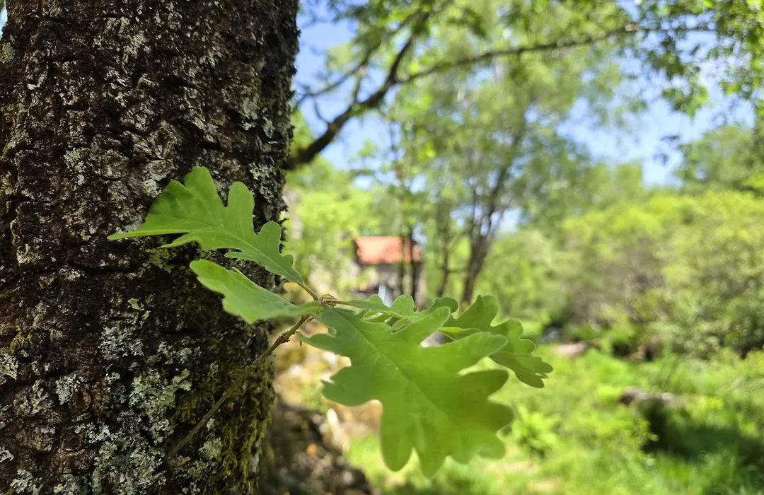Moinhos do Poço Verde - Nova Gestão-1