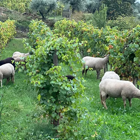 Quinta Da Moita Agroturismo-2