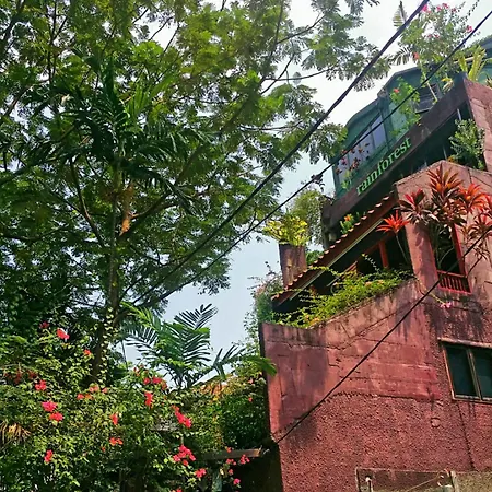 Rainforest Bed & Breakfast-2