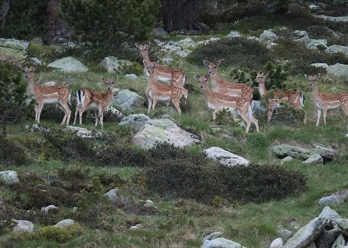 Hotel de esquí: Can Congost