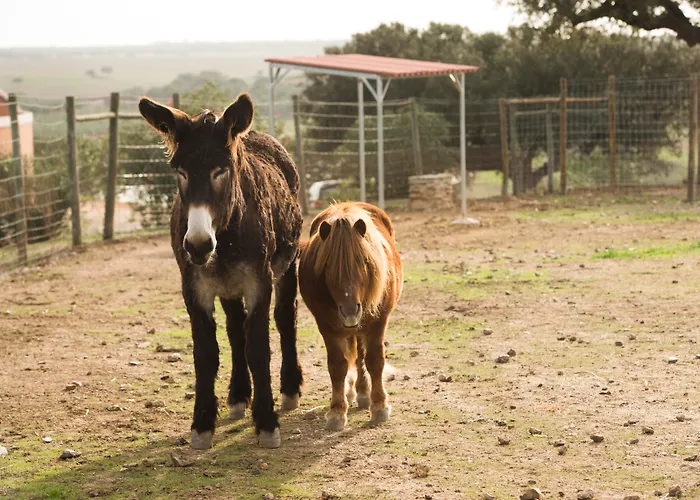 Hotel que aceita animais de estimação: Vila Gale Alentejo Vineyard - Clube De Campo