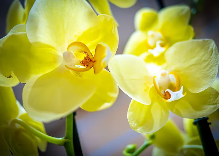 Hotel adatto agli animali: San Marco Hotel