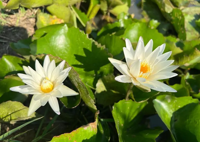 Sukhothai City Resort