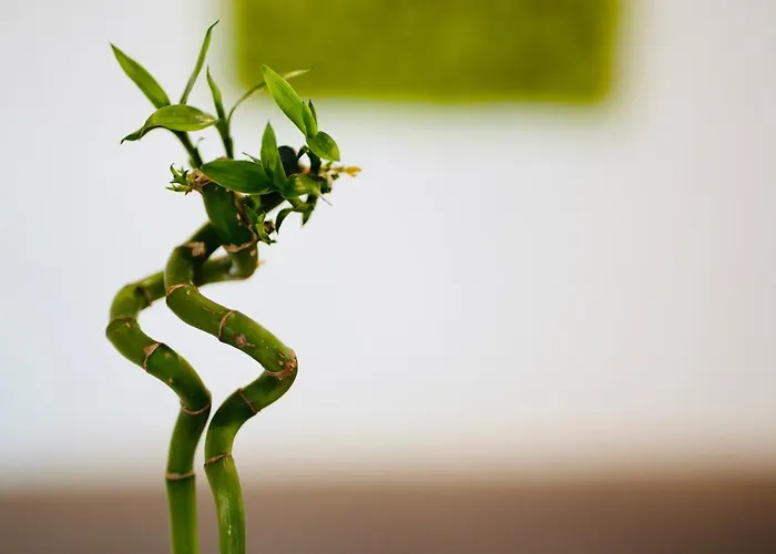 Casa vacanza: Plant House Roma Eur