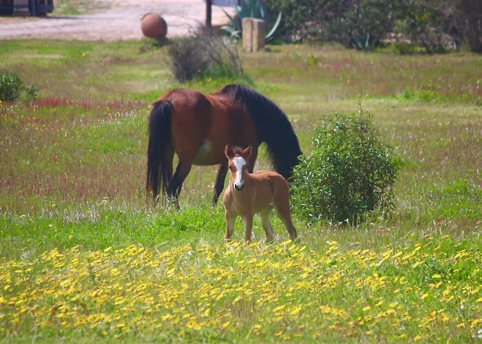 Ferienvermietung: Herdade Monte Do Sol