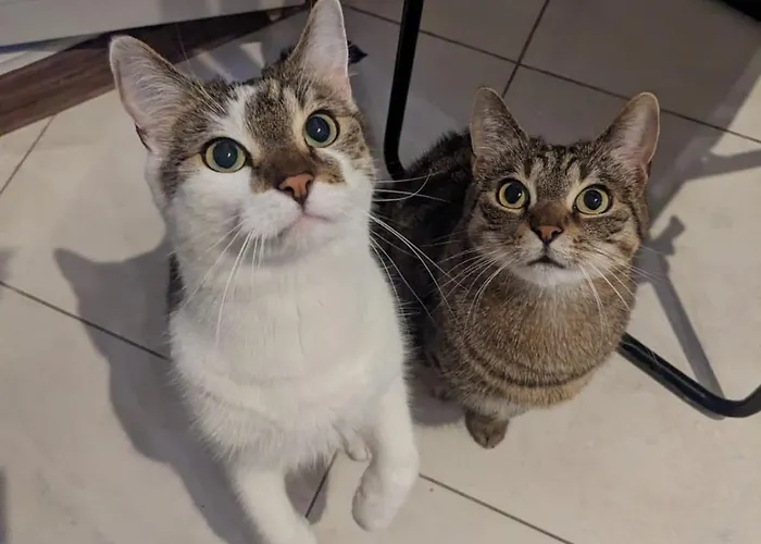  Sweet Home&Sweet Cats&Fast Internet
