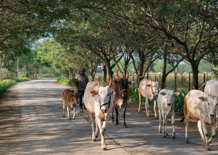 Hotel with Tennis: Sterling Stolen Heaven Lonavala