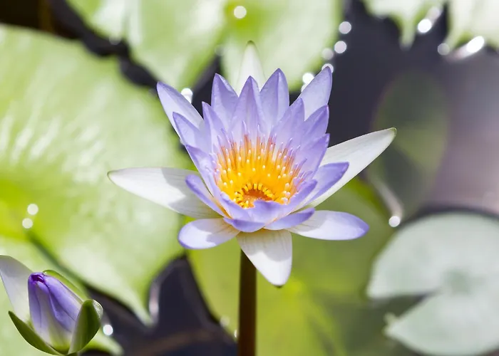 Golf hotel: Casa Brazil Homestay