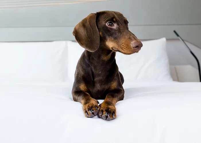 Hôtel accueillant les animaux: Hotel Melia Bilbao