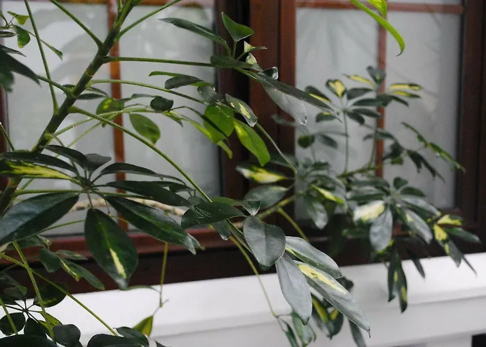 Gästehaus: Hostal Costa De La Luz