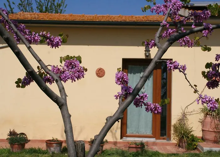 Diciocco