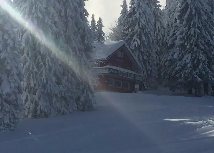 Haustierfreundliches Hotel: Auerhahn